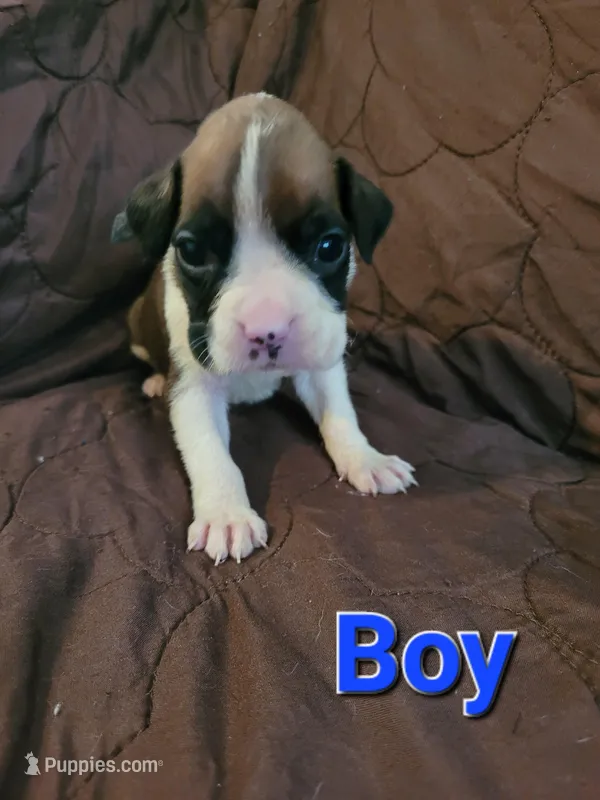 Blue collar male  – Boxer puppy for sale in Glen Burnie, MD