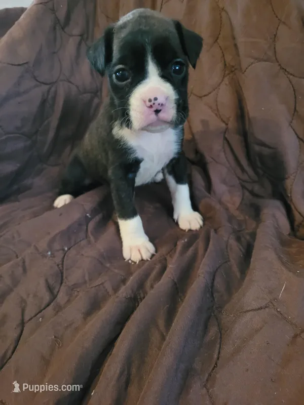 Purple collar girl  – Boxer puppy for sale in Glen Burnie, MD