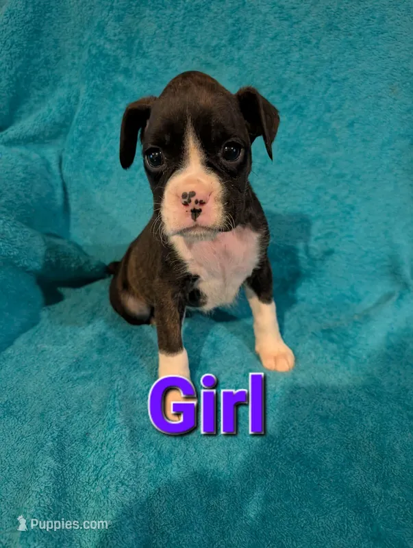 Purple collar girl  – Boxer puppy for sale in Glen Burnie, MD