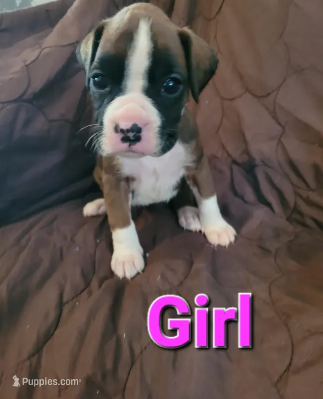 Pink collar girl  – Boxer puppy for sale in Glen Burnie, MD