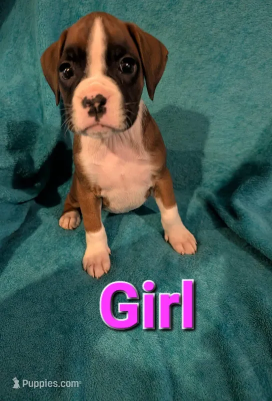 Pink collar girl  – Boxer puppy for sale in Glen Burnie, MD