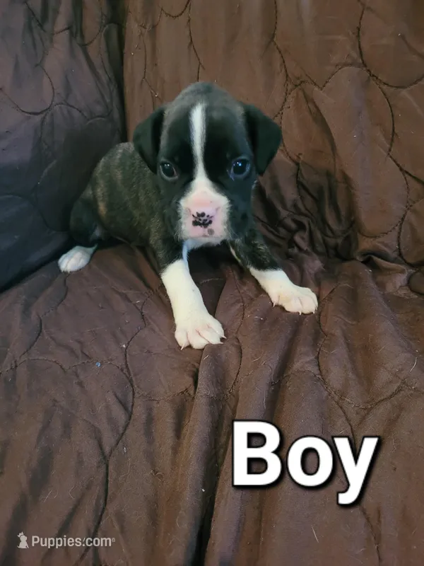 White collar male  – Boxer puppy for sale in Glen Burnie, MD