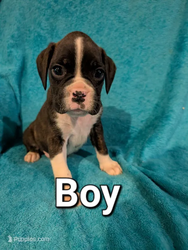 White collar male  – Boxer puppy for sale in Glen Burnie, MD