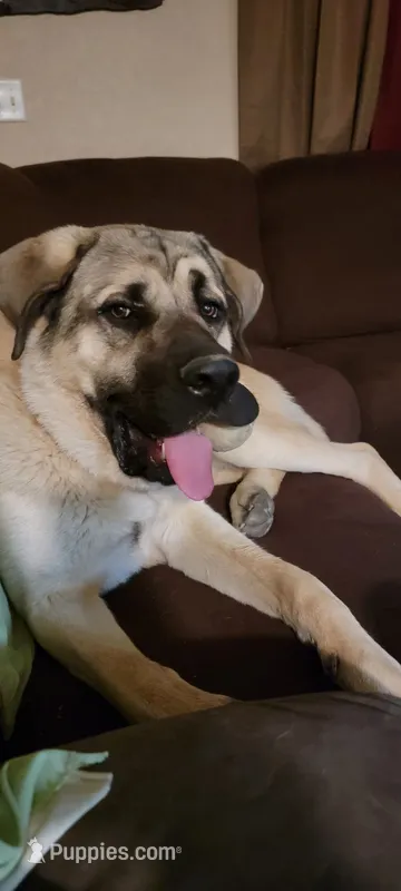 Zeus – German Shepherd Dog, Bullmastiff puppy for sale in Vernal, UT