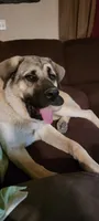 Zeus, a male German Shepherd Dog and Bullmastiff for sale in Vernal, UT – 1 of 2