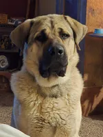 Zeus, a male German Shepherd Dog and Bullmastiff for sale in Vernal, UT – 2 of 2