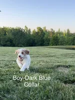 Dark Blue, a male Goldendoodle and Double Doodle for sale in Burlington, NC – 3 of 6
