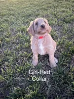 Red Collar, a female Goldendoodle and Double Doodle for sale in Burlington, NC – 2 of 4