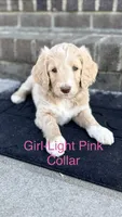 Light Pink, a female Goldendoodle and Double Doodle for sale in Burlington, NC – 2 of 5