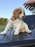Dark Blue, a male Goldendoodle and Double Doodle for sale in Burlington, NC – 4 of 6