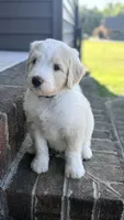 Black Collar, a male Goldendoodle and Double Doodle for sale in Burlington, NC – 2 of 6