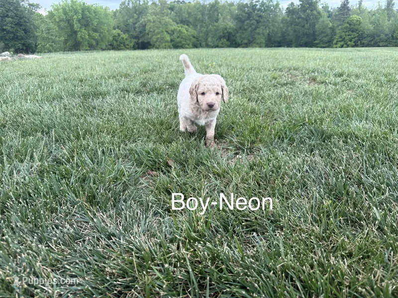 Neon Collar – Double Doodle puppy for sale in Burlington, NC