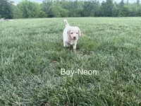 Neon Collar, a male Double Doodle for sale in Burlington, NC – 1 of 3