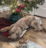 Neon Collar, a male Double Doodle for sale in Burlington, NC – 2 of 3