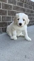 Black Collar, a male Goldendoodle and Double Doodle for sale in Burlington, NC – 5 of 6