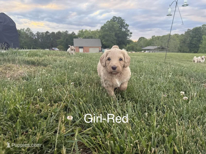 Red Collar – Double Doodle puppy for sale in Burlington, NC