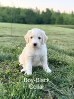 Black Collar, a male Goldendoodle and Double Doodle for sale in Burlington, NC – 3 of 6