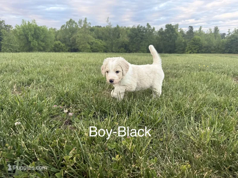 Black Collar – Double Doodle puppy for sale in Burlington, NC
