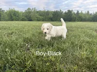 Black Collar, a male Double Doodle for sale in Burlington, NC – 1 of 3