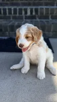 Dark Blue, a male Goldendoodle and Double Doodle for sale in Burlington, NC – 2 of 6