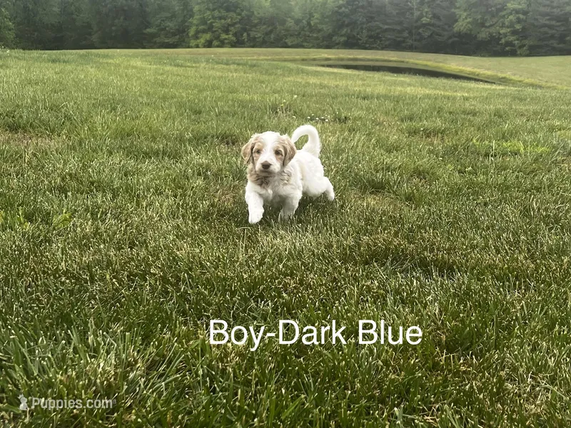 Dark Blue – Double Doodle puppy for sale in Burlington, NC