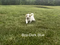 Dark Blue, a male Double Doodle for sale in Burlington, NC – 1 of 3