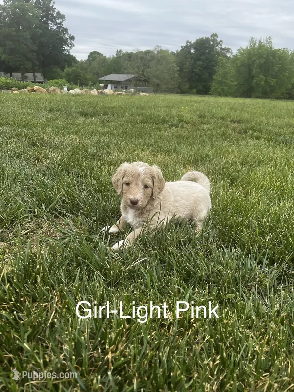 Light Pink – Double Doodle puppy for sale in Burlington, NC
