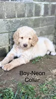 Neon Collar, a male Goldendoodle and Double Doodle for sale in Burlington, NC – 2 of 5