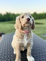 Light Pink, a female Goldendoodle and Double Doodle for sale in Burlington, NC – 3 of 5