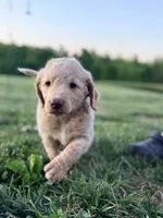 Neon Collar, a male Goldendoodle and Double Doodle for sale in Burlington, NC – 3 of 5