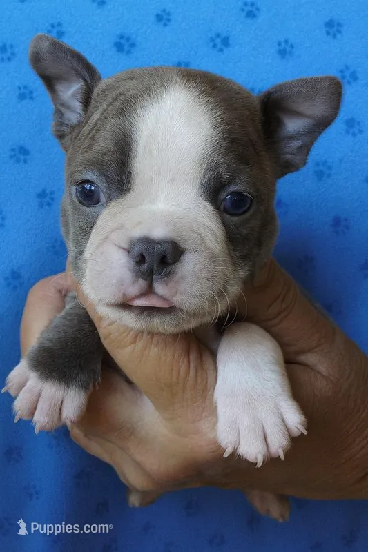 Shorty, a male Boston Terrier for sale in Bend, OR – Photo 1 of 4