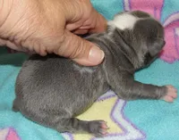 Shorty, a male Boston Terrier for sale in Bend, OR – Photo 4 of 4