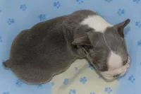 Shorty, a male Boston Terrier for sale in Bend, OR – Photo 2 of 4