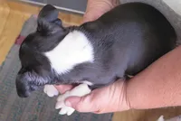 Andy, a male Boston Terrier for sale in Bend, OR – 3 of 4