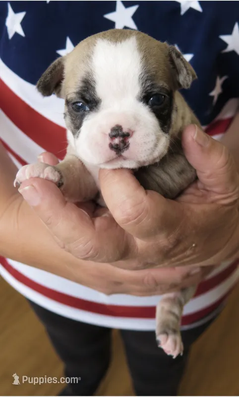 Izzy – Boston Terrier puppy for sale in Bend, OR