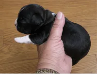 Gypsy, a female Boston Terrier for sale in Bend, OR – 4 of 4