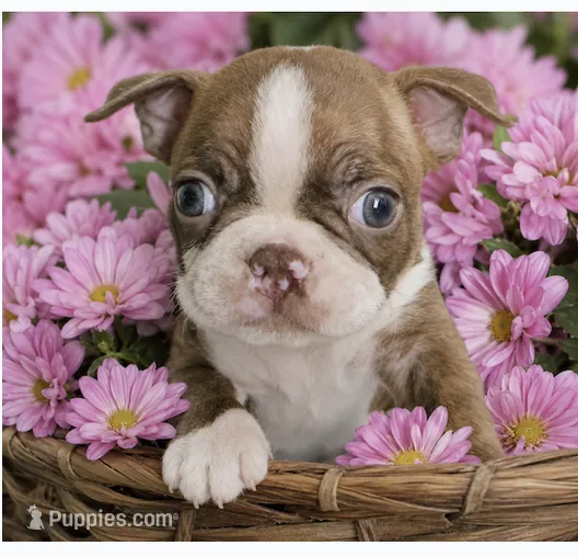 Tripp – Boston Terrier puppy for sale in Bend, OR