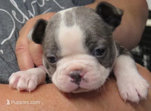 Charlie – Boston Terrier puppy for sale in Bend, OR