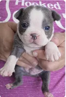 Charlie, a male Boston Terrier for sale in Bend, OR – Photo 1 of 2