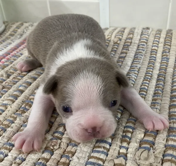 Duncan – Boston Terrier puppy for sale in Bend, OR