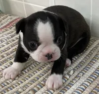 Sweetie, a female Boston Terrier for sale in Bend, OR – 1 of 5