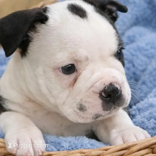 Oscar, a male Boston Terrier for sale in Bend, OR – Photo 3 of 5