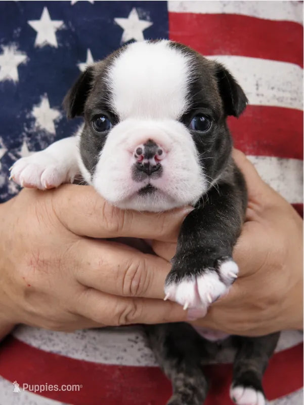 Rosie – Boston Terrier puppy for sale in Bend, OR