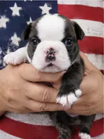 Rosie, a female Boston Terrier for sale in Bend, OR – 1 of 2