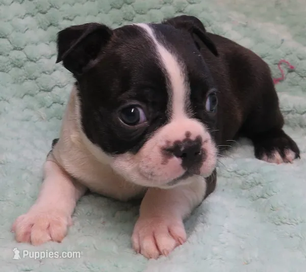 Dodge – Boston Terrier puppy for sale in Bend, OR