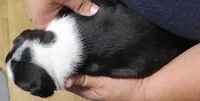 Paxton, a male Boston Terrier for sale in Bend, OR – 3 of 3