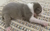 Duncan, a male Boston Terrier for sale in Bend, OR – 3 of 6