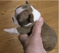 Murphy, a male Boston Terrier for sale in Bend, OR – 3 of 4
