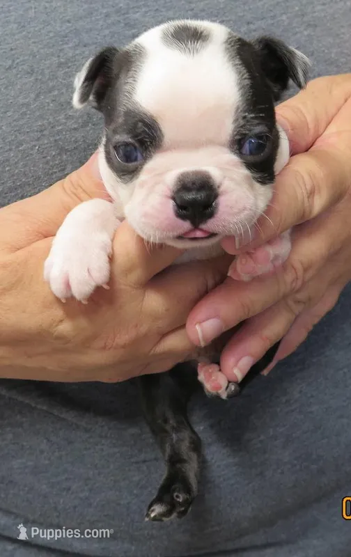 Ransom – Boston Terrier puppy for sale in Bend, OR