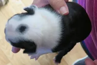 Ransom, a male Boston Terrier for sale in Bend, OR – Photo 2 of 2